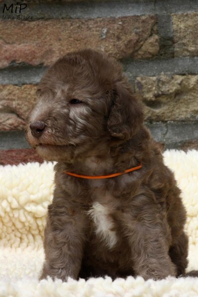 2011-05-28 Puppies Candy & Svet (30).jpg